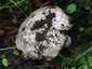 Ízletes csiperke (Agaricus bitorquis), Budapest